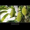 TCL MSQLED85L 55MSQLED85L, 139,7 cm (55"), 3840 x 2160 px, Podgląd zdjęcia produktu 2