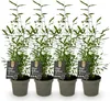 GreenboutiQ - Bambus - Fargesia Black Dragon - Grün - 4 Produktbild-Vorschau 2