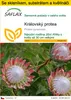 SAFLAX Kultivační sada - královský protea - Protea Náhled obrázku produktu 1