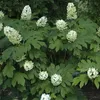 2 x  Hortensie  - Hydrangea quercifolia 'Snow Queen'  | Produktbild-Vorschau 2