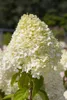 Hydrangea paniculata 'Limelight' -S-, Rispenhortensie, Produktbild-Vorschau 8