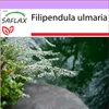 SAFLAX - Pravá lúčna - Filipendula ulmaria - 500 Semená Náhľad obrázku produktu 10