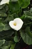 6 x Zantedeschia aethiopica - Biała kalia - doniczka 9 x 9 Podgląd zdjęcia produktu 3