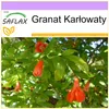 SAFLAX - Granat Karłowaty - 50 Nasiona - Punica granatum Podgląd zdjęcia produktu 10