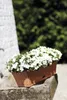 A planter box filled with white flowers sits on a stone ledge, with a blurred green background and a white brick wall on the left. Produktbild-Vorschau