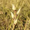 A close-up of a plant stem with several buds. Produktbild-Vorschau