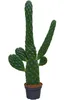 Consolea rubescens: 40–50 cm. Baumopuntie. Fico di India. Anteprima dell’immagine prodotto 4