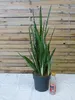 [Palmenlager] XL Sansevieria trifasciata "Silver" 90 cm - Produktbild-Vorschau 2