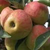 Familienbaum Trio Apfelbaum mit drei Apfelsorten Gala - Produktbild-Vorschau 5