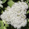 6 x nádherná rozchodník  - Sedum spectabile 'Iceberg'  | Náhľad obrázku produktu 1