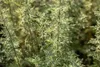 Artemisia absinthium, Wermut, silbrig-grün, ca. 9x9 cm Topf Produktbild-Vorschau 5