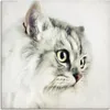 ARTland Leinwandbild Katzenporträt weiß Größe: 30x30 cm Produktbild-Vorschau 1
