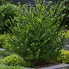 A close-up shot of a green shrub in a garden setting. Podgląd zdjęcia produktu