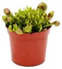 Schlauchpflanze - Sarracenia psittacina Hybr. "Scarlett Produktbild-Vorschau 3