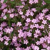 6 x cuscini di saponaria - Saponaria ocymoides | vaso 9cm x Anteprima dell’immagine prodotto 1