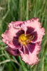 Hemerocallis x cult. 'Daring Deception', Taglilie, Podgląd zdjęcia produktu 1
