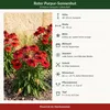 Stauden Gänge 1 x Echinacea purpurea 'Lakota Red' - Roter Produktbild-Vorschau 9