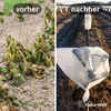 A split image showing a comparison of plants before and after using a frost protection cover. Produktbild-Vorschau