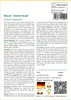 SAFLAX - Blauer - Natternkopf - Echium fastuosa - 100 Samen Produktbild-Vorschau 3