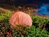 CALVENDO Puzzle Austern-Seitlings (Pleurotus ostreatus) | Produktbild-Vorschau 3