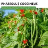 Prunkbohnen Preisgewinner Samen - Phaseolus coccis - Produktbild-Vorschau 2