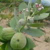 Pomme de Sodome (Calotropis procera)  - 5 graines Voir les images du produit 1