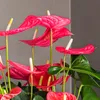 Langue de feu - Anthurium 'Maine Pink' - Hauteur 55-70cm - Voir les images du produit 3