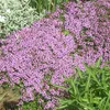 6 x tymián obecný - Thymus serpyllum  | Květináč 9 cm x 9 Náhled obrázku produktu 1