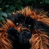 Ragno Tarantola Gigante XXL - Regalo di Halloween per Anteprima dell’immagine prodotto 7
