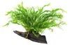Aquarium Pflanze Microsorum pteropus 'Windeløv' auf Wurzel Produktbild-Vorschau 1