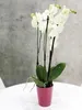 KOTARBAU® Sada 2 keramických kvetináčov na orchidey H 150 Náhľad obrázku produktu 3