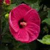 Hibiscus moscheutos « Jazzberry Jam », fleurs rouge Voir les images du produit 2