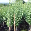 Opal Pflaumenbaum Säule aromatisch süß 80 - 120 cm 7,5 Produktbild-Vorschau 2