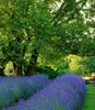 Rows of blooming lavender plants in front of a large tree. Produktbild-Vorschau