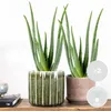Bloomique - 2er Set - Aloe Vera Pflanze - Zimmerpflanzen - Produktbild-Vorschau 2