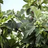 Feigenbaum ´MADELEINE DES DEUX SAISONS®´ 20-30 cm, Cont. 2 Produktbild-Vorschau 7