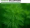 Dill Gewöhnlicher Samen - Anethum graveolens - Dillsamen - Produktbild-Vorschau 5
