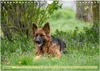 Altdeutsche Schäferhunde - Traumhafte Schäferhunde Produktbild-Vorschau 5