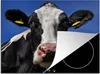 KitchenYeah© Herdabdeckplatte Kuh - Blau - Tiere , 59x52cm, Produktbild-Vorschau 1