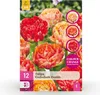 Bulbes de fleurs Tulipa Gudoshnik Double - Double floraison Voir les images du produit 2