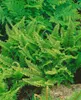 Schildfarn Proliferum, im 9 cm Topf - Polystichum setiferum Produktbild-Vorschau 4
