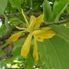 Magnolia champaca (Magnolia champaca) - 5 semi Anteprima dell’immagine prodotto 1