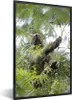 MuchoWow® Gerahmtes Poster Faultier aus Costa Rica 60x90 cm Produktbild-Vorschau 1