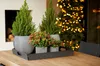 A tray of potted plants sits on a wooden table in front of a fireplace and a Christmas tree with lights. Produktbild-Vorschau