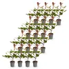 Green boutiQ - 16x Photinia fraseri Red Robin - Glanzmispel Produktbild-Vorschau 2