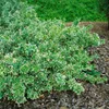 Euonymus fortunei 'Emerald Gaiety', Kriechspindel, Produktbild-Vorschau 13