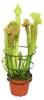 Schlauchpflanze - Sarracenia - groß - 12cm Topf Produktbild-Vorschau 2