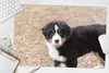 MuchoWow® Schreibtischunterlage Berner Sennenhund Welpe am Produktbild-Vorschau 5