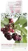 Süßkirsche 'Regina' ca. 120 cm Prunus avium 'Regina' - Produktbild-Vorschau 1