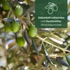 Meine Orangerie Olivenbaum Mezzo - echter Olivenbaum - 80 Produktbild-Vorschau 3